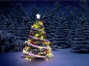 illuminated christmas tree among snow covered pine trees at night.