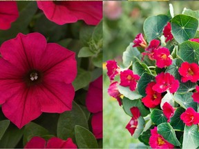 2019 All-America Selection Winning annuals, petunia 'Wave Carmine Velour' and nasturtium 'Baby Rose.' (Image courtesy All-America Selections)