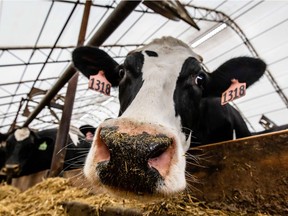 Cows feed on hay in Bill Sorg's dairy farm in Hastings, Minnesota, on October 3, 2018.