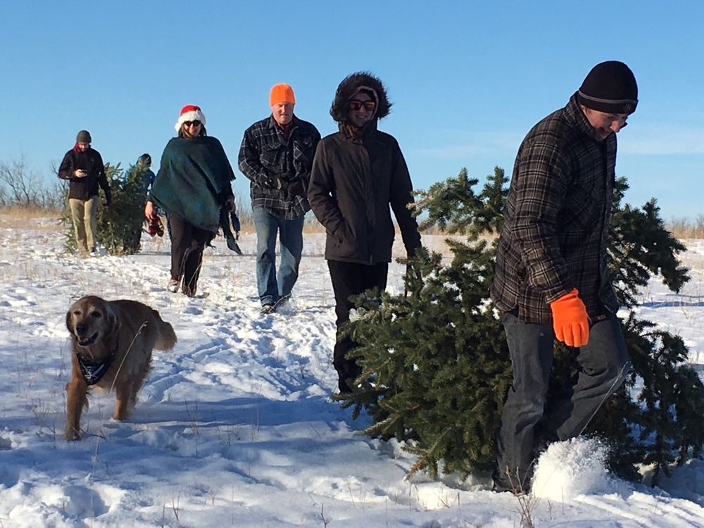 Nature Conservancy offers free Christmas trees near Saskatoon The