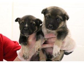 Two young puppies are seen at the Calgary Humane Society in this undated handout photo. The Calgary Humane Society is hoping someone can help identify who may have abandoned two very young puppies in a Costco parking lot.The society says a Good Samaritan found the six-week-old pups in a box on Nov. 30 when temperatures were freezing.