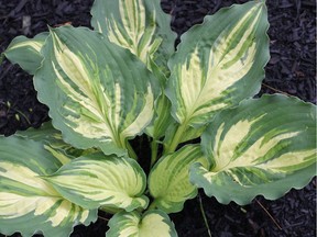 'Lakeside Paisley Print' hosta (photo by Bob Solberg)