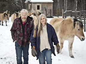 Lazy Plum Farm is owned and operated by Tyler Rendek and Dianne Manegre. Their friendly gang of Norwegian Fjord horses follow them back to the yard site from the field they were grazing.