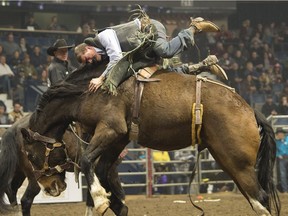 Dylan Bilton takes a wild ride on Cimmaron in bareback competition on Thursday during the Agribition Pro Rodeo at the Brandt Centre in Regina. The rodeo wraps up Saturday night.