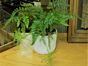 The rabbit's-foot fern with its hairy feet and feathery fronds is one of Erl's favourites. (photo by Erl Svendsen)