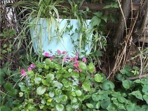 Even an old toilet can be turned into a planter. (photo by Jill Thomson)