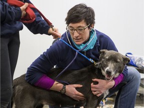 Dr. Kate Robinson, assistant professor in the WCVM's Department of Large Animal Clinical Sciences and head veterinarian for the Canadian Challenge sled dog race, gives a race check up demonstration with Gogo in Saskatoon, Sask. on Wednesday, Jan. 30, 2019.