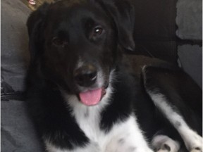 Rocky (pictured here in a photo taken by Sheryl Jacobs' seven year old daughter) became ill with parvovirus earlier this week. His owner, Sheryl Jacobs, gave him to the Saskatoon SPCA this week.