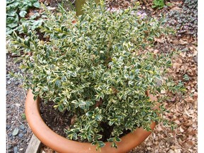 VICTORIA, B.C. - Variegated, dwarf boxwood is an easy container plant   [For garden column by Helen Chesnut, Times Colonist, Wednesday, April 20]. Photo by Helen Chesnut