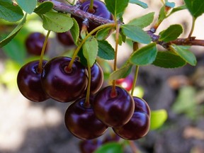 'Cupid' is part of the Romance series of hardy sour cherries released by the University of Saskatchewan in 2003. (photo by Bob Bors)