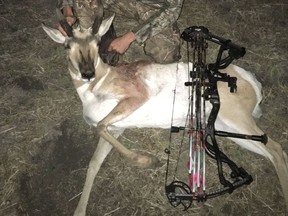 An antelope is shown in this undated handout photo. Several provincial wildlife-related charges have been laid in Saskatchewan against two Missouri hunters found guilty last month in one of that state's largest deer-poaching cases. The Ministry of Environment says in a release that David Berry Jr. and Cody Scott came to Saskatchewan in 2016 under the pretence of duck hunting, but illegally killed white-tailed deer, an antelope, a coyote and a badger instead. If they return to Canada, both men face potential fines between them totalling $41,000, along with hunting suspensions.