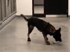 Canine officer Diesel, a member of the Saskatoon Police Service, gets used to a new pair of winter boots in a video that was shared to the Saskatoon Police Service's Facebook page on Feb. 8, 2019. The video has been shared more than 72,000 times, with many commenting positively on the video.