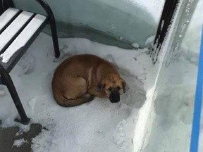 A City of Regina bus driver found a dog, shivering cold and scared in one of the bus shelters. Other employees were able to wrap him in a transit fleece jacket and wait for the Regina Humane Society to arrive.