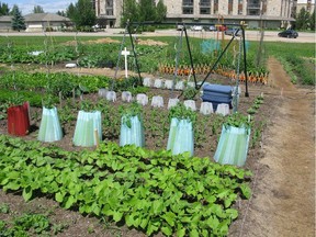 Typical garden plot early in the season. (photo by Darren Hill)