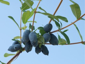 Haskaps look somewhat like blueberries but are more elongated. (photo by Bob Bors)