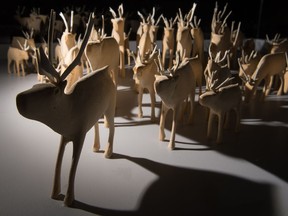 The George River Herd, a set of carvings of caribou made of wood and antler by artist Chesley Flowers, sits on display in the MacKenzie Art Gallery as part of the exhibition "SakKijâjuk: Art and Craft from Nunatsiavut." It is the first major exhibition of the Labrador Inuit and includes photography, clothing design and painting, in addition to carvings. It runs until May 20.
