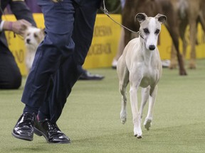 In this Monday, Feb. 12, 2018 photo Whiskey, a whippet competes in the Hound group during the 142nd Westminster Kennel Club Dog Show at Madison Square Garden in New York. Whiskey the whippet is a top favorite for best in show when the Westminster Kennel Club competition begins Monday.