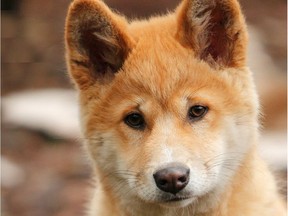 The Saskatoon Forestry Farm Park and Zoo will soon be welcoming two dingo pups to the facility this spring. The animals, which are known as Australia's wild dogs, will be coming to Saskatoon as part of a partnership between the Australian Dingo Foundation and the Oakville Wildlife Park in Australia.