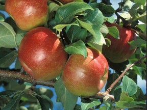 'Honeycrisp' was released from Minnesota in 1991. A large crisp and juicy apple, it does best in a more protected location in zone 2. (photo courtesy Baileys)