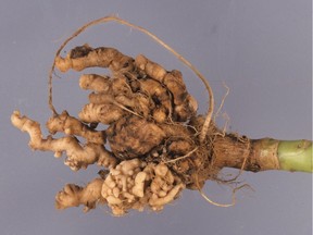 Clubroot infecting broccoli plant. (photo by Gerald Wood bugwood.org)