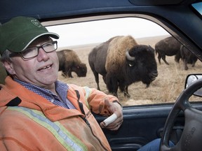 Bison are indigenous to the Prairies and, as such, are particularly suited to the weather. Les Kroeger is the owner of Rosedale Bison, one of the herds in Saskatchewan.