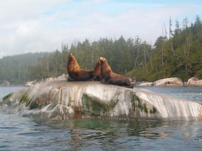 Steller sea lions have recovered since the 1970s and now number in the tens of thousands in B.C. waters. [PNG Merlin Archive]