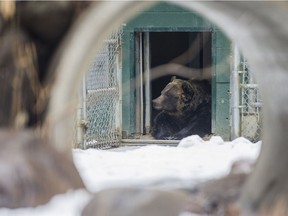 Mistaya, a grizzly bear at Saskatoon's Forestry Farm Park and Zoo, is pictured hanging out in his enclosure in this March 2019 photo.