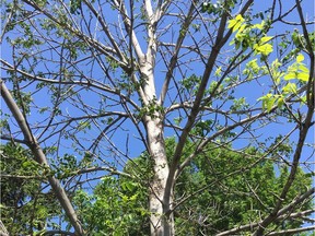 Ash tree infected with cottony ash psyllid, on a Saskatoon street. (photo by Jill Thomson) (for Saskatoon StarPhoenix Bridges gardening column, April 12, 2019)