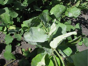 Powdery mildew is characterized by a powdery coating on leaves. (Image credit: Anthony, Manitoba Agriculture)