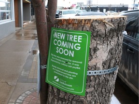 Cut down trees line 20th Street West in Saskatoon, Sask., on April 17, 2018. They were cut down due to cottony ash psyllid and new ones will be planted in their place.