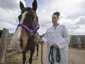 Biomedical engineering student Samantha Steinke with a horse at the Veterinary College large animal clinic on the University of Saskatchewan campus in Saskatoon, SK on Tuesday, April 30, 2019. U of S researchers are helping develop a harness to help horses survive and recover from broken legs.