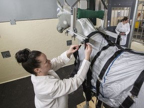 iomedical engineering student Samantha Steinke, left, attaches a harness to a fake horse as Doctor Julia Montgomery holds a remote control at the Veterinary College large animal clinic on the University of Saskatchewan campus in Saskatoon, SK on Tuesday, April 30, 2019.