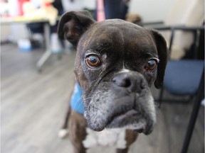 Subie, an AUDEAMUS support dog, took part in the PAWS for Thought event at the Canadian Mental Health Association Saskatoon office as part of Mental Health Week on May 8, 2019.