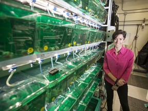 Maud Ferrari, a behavioural ecologist at the University of Saskatchewan, stands for a photograph in her lab on campus.
