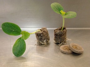 Pumpkin transplant in Jiffy 7 peat pellet ready to transplant outdoors. (photo by Jackie Bantle)