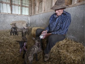 Sheep farmer Allan Rafuse 
feeds his quintuplet lambs, born May 26 at his farm outside of Saskatoon.