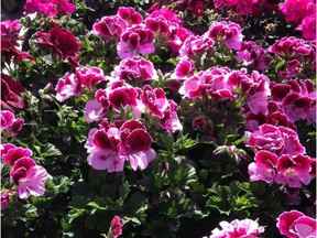 'Elegance Purple Majesty' Regal Geranium (Saskatoon StarPhoenix Bridges gardening column May 24, 2019)