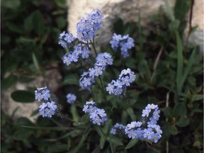 Blue, beautiful and adaptable, forget-me-nots are equally at home in sun or shade. (photo by Sara Williams)