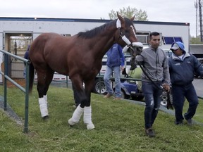 Maximum Security, the horse disqualified from the Kentucky Derby horse race, is led off a trailer by Edelberto Rivas upon the horse's arrival at Monmouth Park Racetrack, Tuesday, May 7, 2019, in Oceanport, N.J. The Kentucky Horse Racing Commission denied the appeal of Maximum Security's disqualification as Kentucky Derby winner for interference, saying the stewards' decision is not subject to appeal. Racing stewards disqualified Maximum Security to 17th place on Saturday and elevated Country House to first after an objection filed by two jockeys. Stewards determined he impeded the paths of several horses in the race. Owner Gary West confirmed that Maximum Security won't run in the upcoming Preakness, saying there's no need without a chance to compete for the Triple Crown.