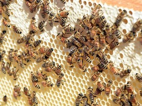 Italian and Russian honey bees at the University of Regina.
