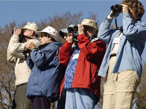 Members of the Golden Eagles senior birding group were out observing nature at the weir Thursday morning. The group goes out once a week and is an offshoot of the Saskatoon Nature Society.      Richard Marjan/Saskatoon StarPhoenix