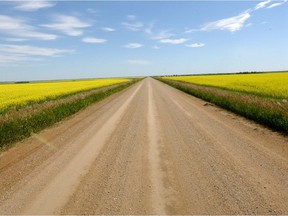 Canola fields on either side of a Saskatchewan grid road.