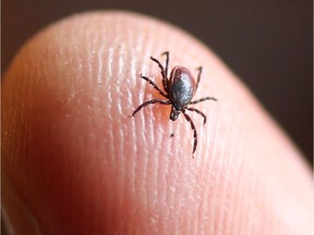 The number of ticks in Saskatchewan increases once the weather becomes warmer.