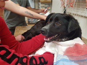 Lucas the dog was reportedly attacked by a beaver in June of 2019, a bite that punctured his jugular. The Canine Action Project brought him to the Battlefords Animal Hospital and he is expected to make a full recovery. (Supplied / Photo courtesy of Meagan Schmitz) ORG XMIT: GtIKRfj9MDVa_7lo_oZn