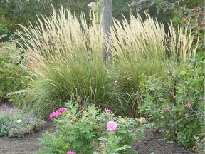 Karl Foerster grass at the Saskatoon Forestry Farm. (photo by Bernadette Vangool)