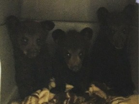 Members of Cote First Nation brought three orphan black bear cubs to Living Sky Wildlife Rehabilitation in Saskatoon Monday. Human access was restricted in order to protect them. (Photo courtesy Living Sky Wildlife Rehabilitation)