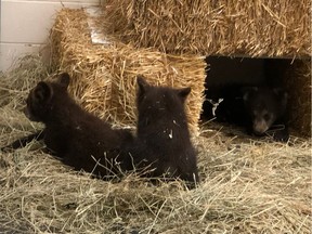 The Saskatoon Forestry Farm and Zoo rehabilitating three orphaned black bear cubs that were rescued by members of Cote First Nation in June 2019. Provided photo
