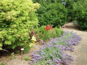 Heritage Rose Garden path to Meditation Garden. (photo by Bernadette Vangool) (for Saskatoon StarPhoenix Bridges gardening column, June 28, 2019)