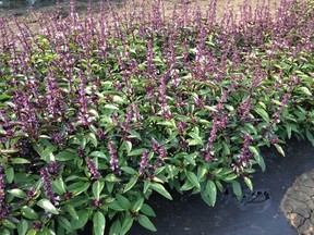 Thai basil in the prairie garden (photo by Jackie Bantle)