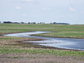 Standing water in a field just south of Francis. Rainfall over the past week has helped progress crops on some Saskatchewan farms.